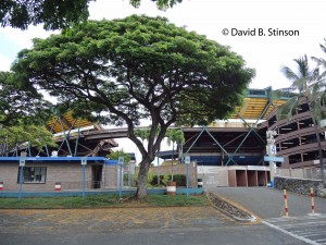 Shade trees along the perimeter of the Aloha Stadium