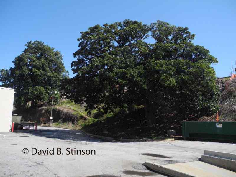 A Magnolia tree a landmark of Ponce De Leon Park